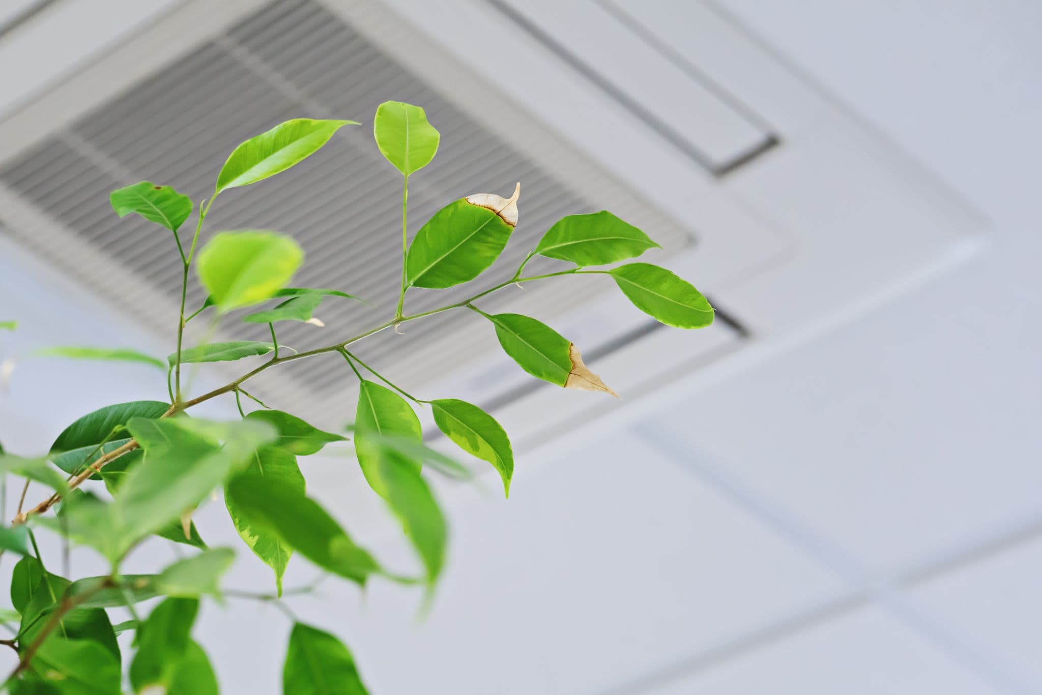 Indoor Air Quality 101: Understanding and Improving the Air You Breathe